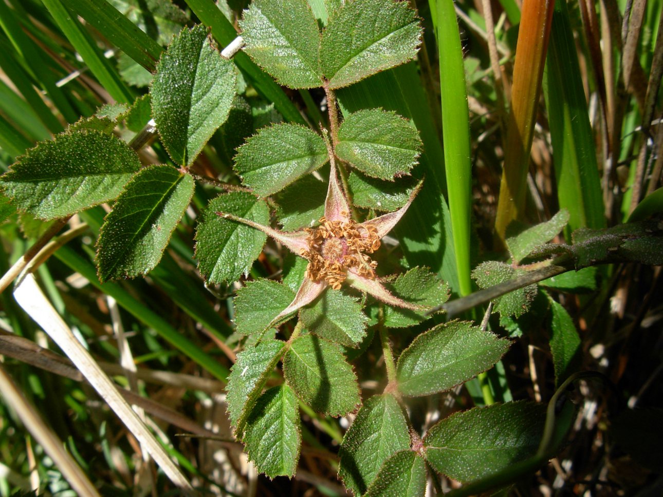 Rosa pulverulenta M. Bieb. / Rosa vischiosa